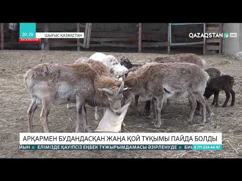 Видео: Елімізде арқармен будандасқан жаңа қой тұқымы пайда болды