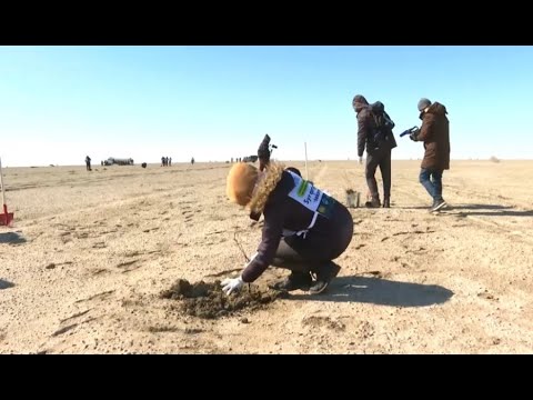 Видео: Саксаул изменит облик Арала