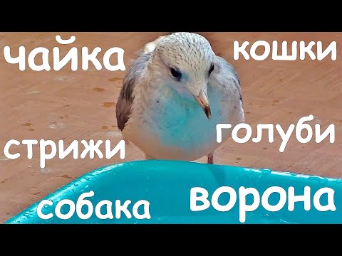 Видео: Ворона, чайка, стрижи, голуби, коты и собака