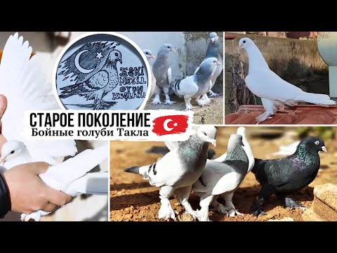 Видео: БЕЛЫЕ ШИКАРНО ТЯНУТ ⭐️ Бойные голуби Такла г. Истанбул | Takla pigeons | Eski nesil oyun kuşları