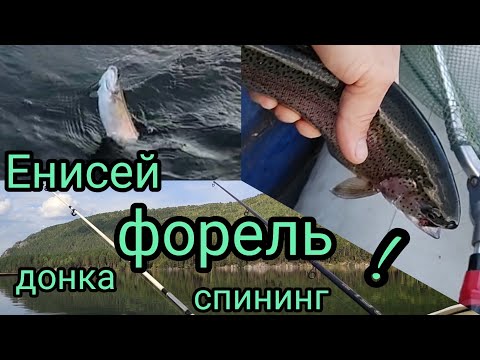 Видео: Оторвался по форели, рыбалка на Енисее!