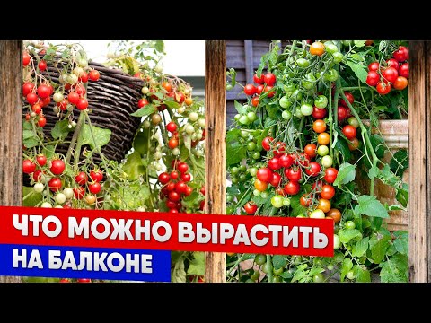 Видео: Что можно вырастить на балконе