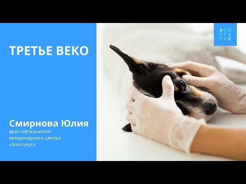 Видео: Третье веко у собак и кошек