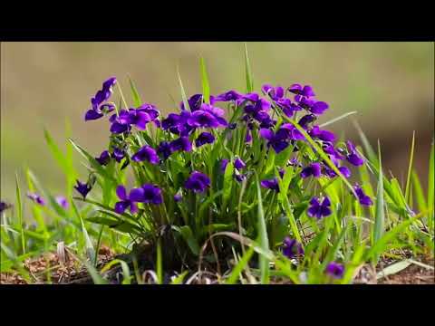 Видео: " Усыгъэ"  "Поэзия"  Iэпщэ Анзор