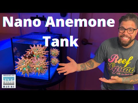 Видео: Нано-аквариум для анемонов — 10 галлонов