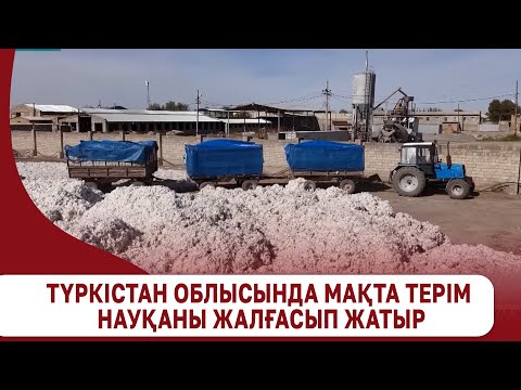 Видео: Түркістан облысында мақта терім науқаны жалғасып жатыр