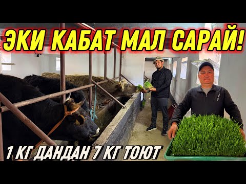 Видео: САРАЙ ГИДРОПОНИКА ӨСТҮРГӨН САМАТ АКА 💪🏻 #байтв 