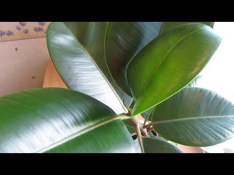 Видео: ЧЕРЕНКОВАНИЕ ФИКУСА.