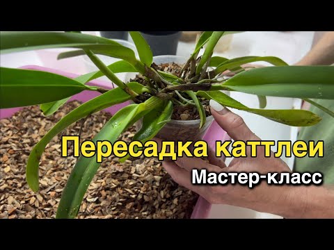 Видео: Елизавета Новикова: пересадить каттлею ЛЕГКО!🔥🔥🔥