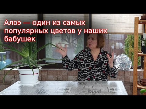 Видео: Алоэ Вера - целебный суккулент. Как правильно за ним ухаживать