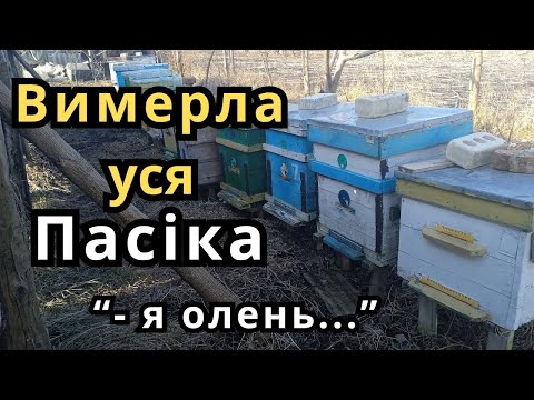 Видео: Залишився Я без Бджіл