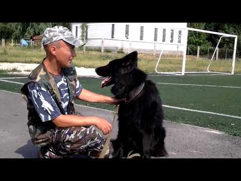 Видео: Бельгийские и немецкие овчарки, как не перепутать?