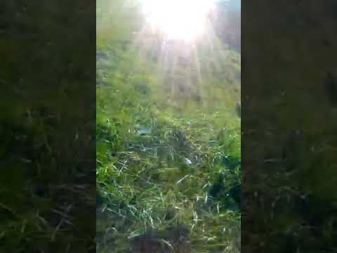 Видео: Бурятия Окино-Ключи ДПС и перекрёсток, нарушение