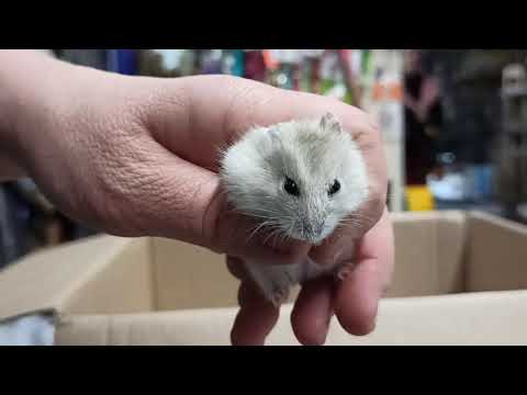 Видео: Как определить пол джунгарского хомячка?🐹