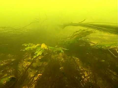 Видео: Подводная охота: Судаки - Горынь