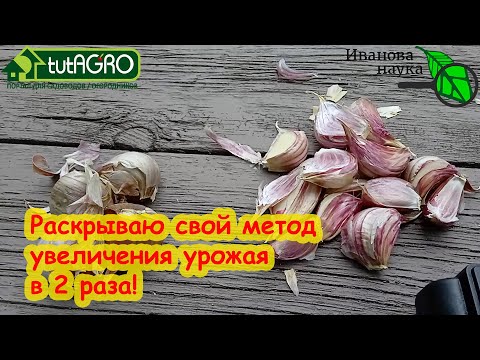 Видео: СДЕАЙ СЕЙЧАС и УРОЖАЙ ЧЕСНОКА В 2 РАЗА БОЛЬШЕ БЕЗ УДОБРЕНИЙ. Ленивый способ увеличить урожай.