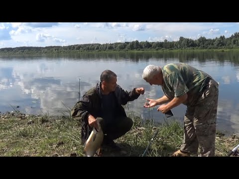 Видео: Такая Оснастка Ловит Трофейных ЛЕЩЕЙ! Рыбалка на Леща на Оке! Сало/короткие поводки/каша.