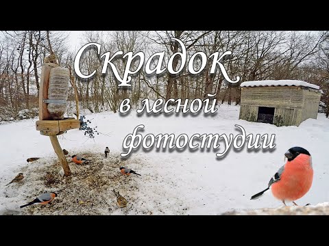 Видео: Постройка скрадка для фотоохоты на кормушке.