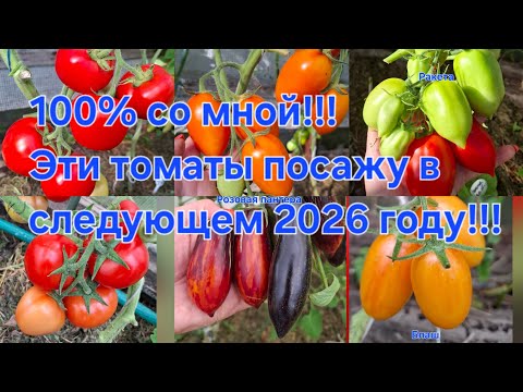 Видео: Эти томаты обязательно посажу в 2026 году!!!В Это лето не подвели!!!Благо дарю❤️❤️❤️Обзор на 24.08. 