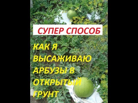 Видео: КАК Я ВЫСАЖИВАЮ АРБУЗЫ В ОТКРЫТЫЙ ГРУНТ.  СУПЕР СПОСОБ ПРОВЕРЕННЫЙ