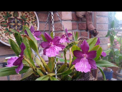 Видео: ОРХИДЕЯ Мильтония уход в домашних условиях. Miltonia Spectabilis в моей коллекции.