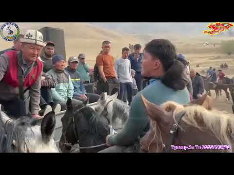Видео: Жолборс балбан Жалалабадта🇰🇬🔥бир тай 40 мин сом соорун! 