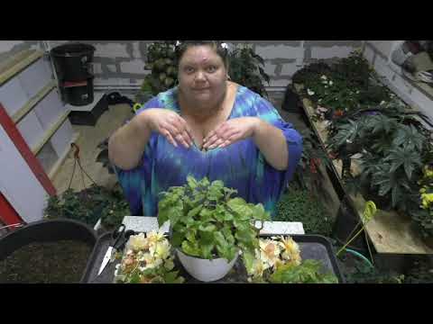 Видео: сохраняю маточник бегонии Шардоне