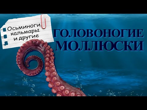 Видео: Головоногие моллюски: многорукие пришельцы | Познавательное видео | Удивительный мир беспозвоночных