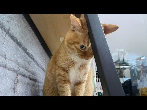 Видео: Самые ДРАМАТИЧНЫЕ коты всех времен! 😂 Смешные видео с котами 2025 года