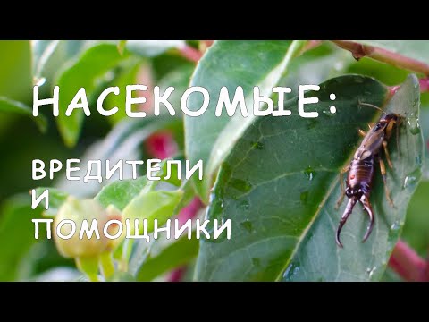 Видео: Насекомые в саду: вредители и помощники