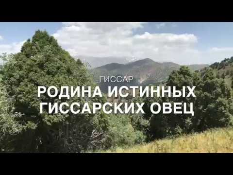 Видео: Гиссар родина истинных гиссарских овец