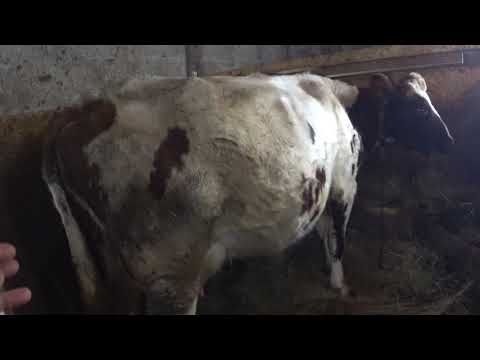 Видео: И вновь про нашу миниферму : вентиляция , канализация , устройство полов и стены .