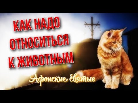 Видео: Афонские святые о правильном отношении к животным. Это интересно