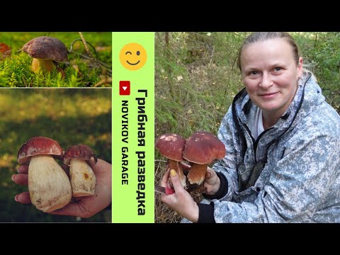 Видео: Грибная разведка 06 сентября 2023. Выборгский район