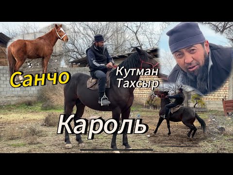 Видео: Кутман тахсырдан 3 Ат чыкты тел:+996-553-949-477