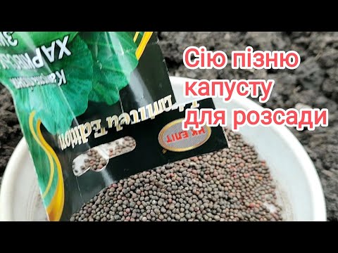 Видео: 1квітня висіяла середню і пізню капусту.
