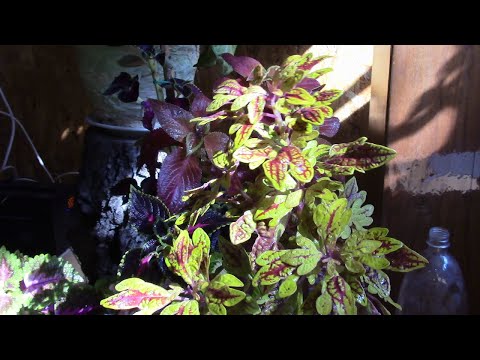 Видео: ПАРАЗИТЫ НА КОЛЕУСЕ.  КАК УБРАТЬ!?