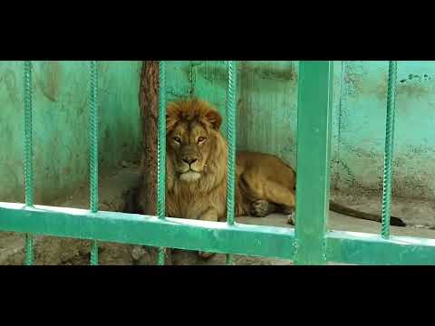 Видео: Чумчук Арал Зоопарк (часть 2) Худжанд 2022 прогулка 6 мая