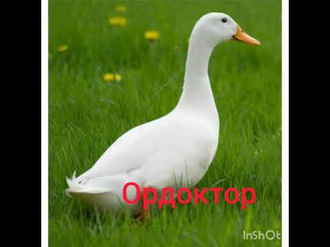 Видео: Абдыразак Батыркулов мектеби Биология сабагы Мендибай  кызы Салия "Бакма канаттуулар" 7-класс