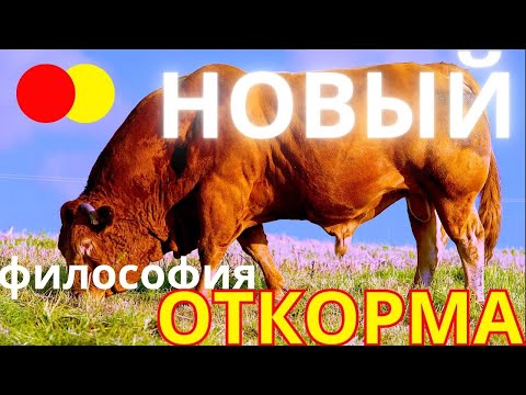 Видео: откорм скота НОВЫЙ - особенности | перспективы | будущее | откорм бычков | философия откорма