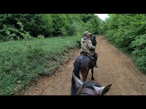 Видео: Первый раз на конях