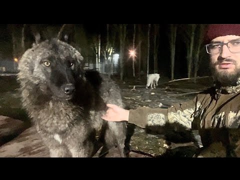 Видео: Чёрный АРКТИЧЕСКИЙ Волк ‼️Мать и Дочь спустя время 😱 Волчата растут не по дням, а по часам ⏰