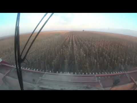 Видео: Уборка подсолнечника подходит к концу. Комбайны РСМ-161.