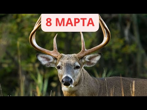 Видео: 8 марта - ДЕНЬ АЛЕНЯ