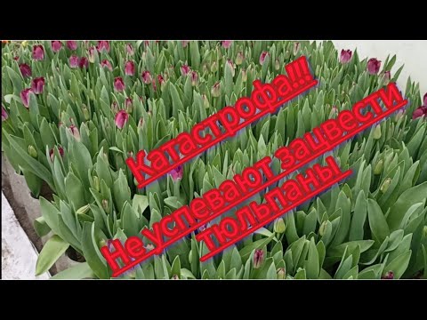 Видео: Катастрофа!!! 4 марта, а тюльпан не успевает зацвести.