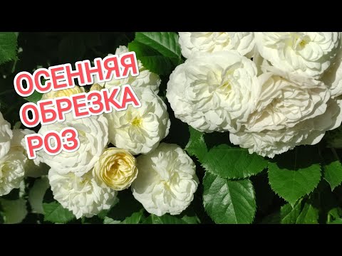 Видео: ОБРЕЗКА ФЛОРИБУНДЫ АНГЕЛА, МУСКУСНЫХ ГИБРИДОВ .