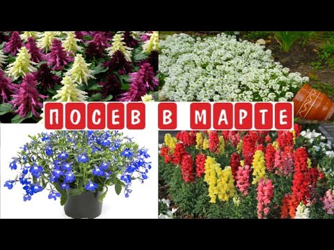 Видео: Проверка всхожести 3-х летней Лобелии 2018 г и 2020г. Алиссум в гранулах. Сальвия микс. Львиный зев