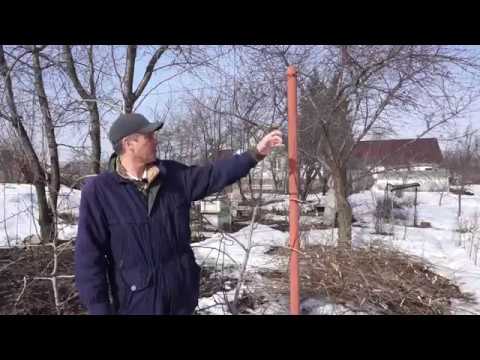 Видео: Веретеновидная формировка груши