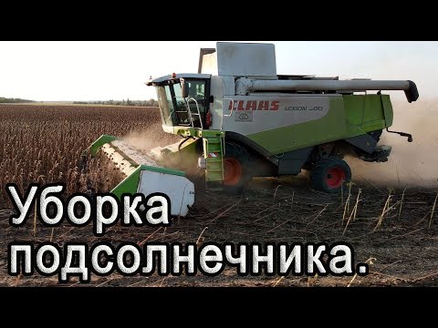 Видео: Уборка подсолнечника 2020! CLAAS Lexion 580.