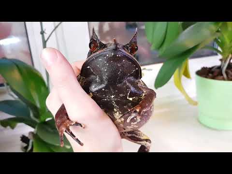 Видео: Удивительные амфибии: Рогатые носатые чесночницы. Адская лягушечка.
